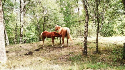 Horse horses on grass against trees