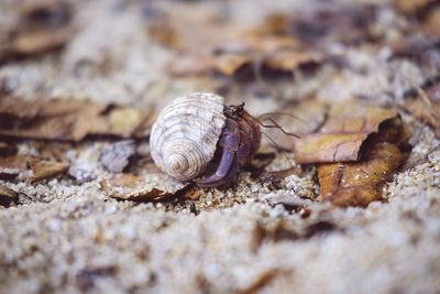 Close-up of snail on land