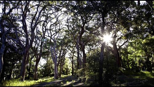 Sun shining through trees in forest