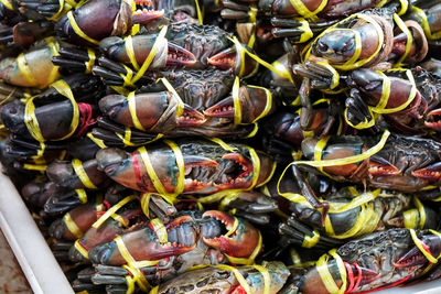 Full frame shot of crabs