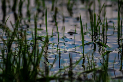 Grass growing in lake