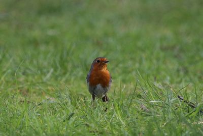 Close-up of bird perching on field