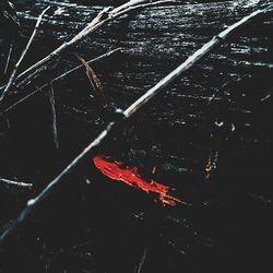 Close-up of red lights