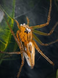 Close-up of spider