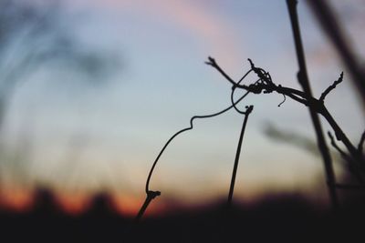 Close-up of plant against sky at sunset