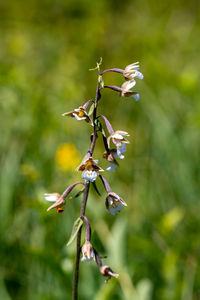 Close-up of flowering plant