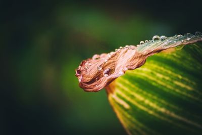 Close-up of water drops on plant