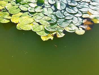 Leaves floating on water