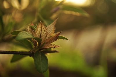 Close-up of leaves on plant