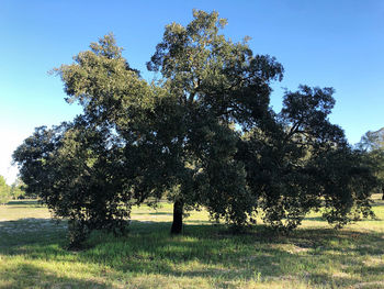 Trees on field against sky