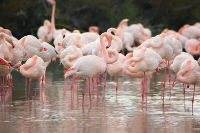 Flamingos in the camarque in southern france, wildlife provence