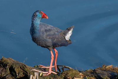 Bird perching on rock at lakeshore