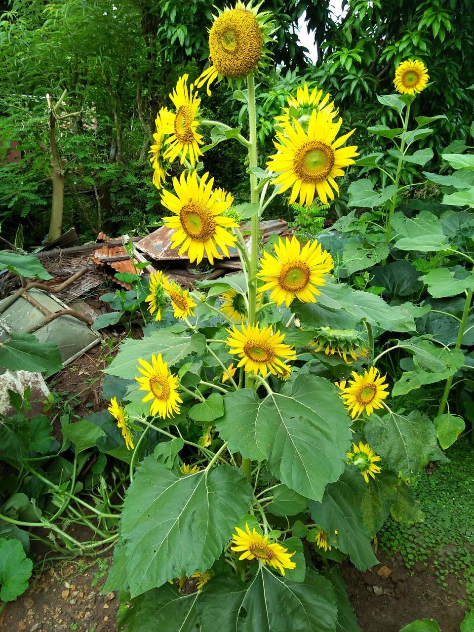 flower, growth, nature, plant, yellow, freshness, outdoors, fragility, petal, day, no people, beauty in nature, flower head, blooming, close-up