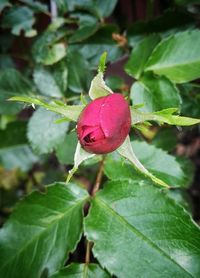 Close up of red flower