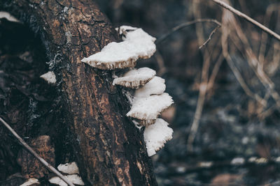 Close-up of mushrooms on tree trunk