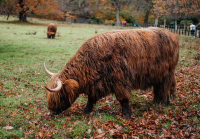 animal
