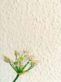 Close-up of white flowering plant