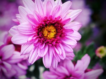 Close-up of pink flower