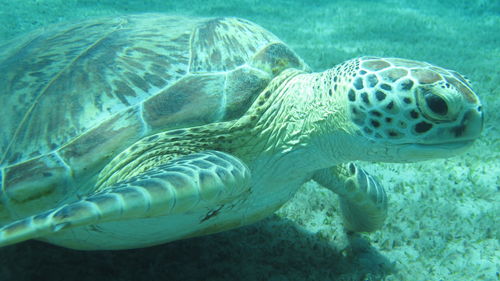 Close-up of green turtle swimming undersea