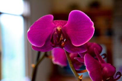 Close-up of pink flower