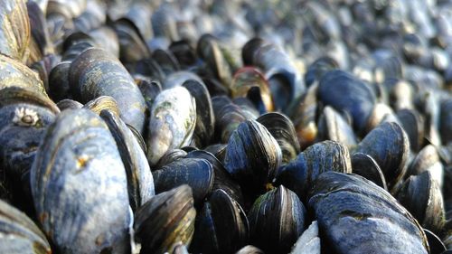 Close-up of mussels