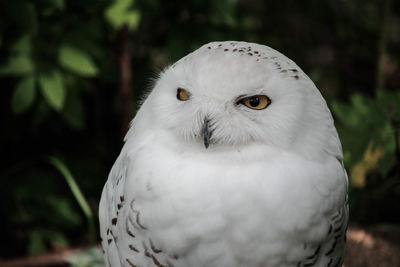 Close-up portrait of white owl