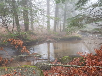 Scenic view of lake in forest during autumn