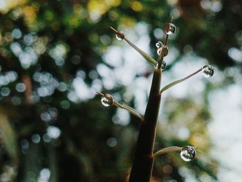 Close-up of water drops on twig