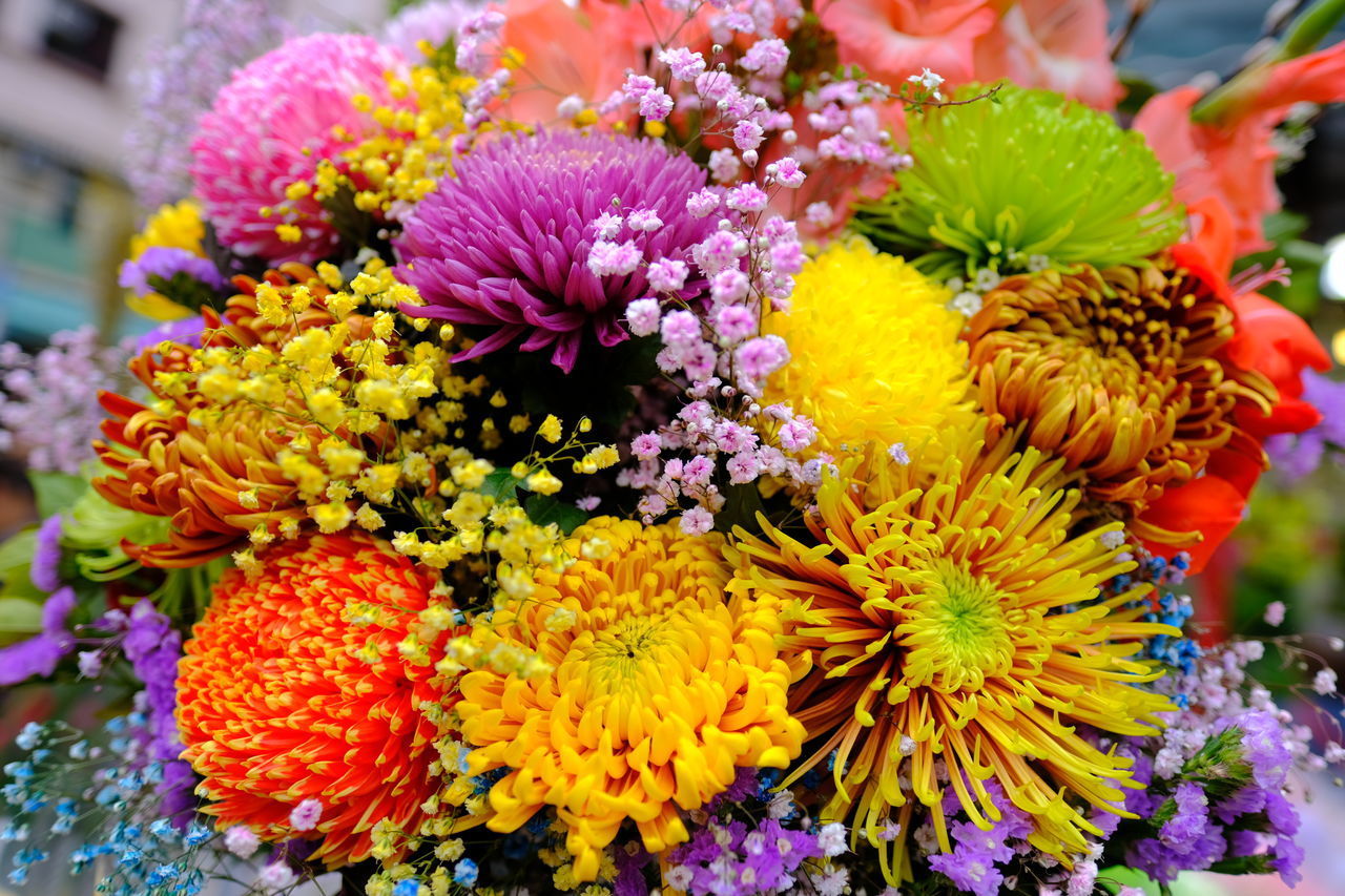 CLOSE-UP OF VARIOUS FLOWERS ON PLANT