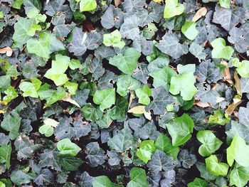 High angle view of ivy growing on plant