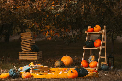 High angle view of pumpkins on field