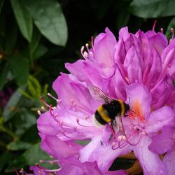 Close-up of bee on purple flower