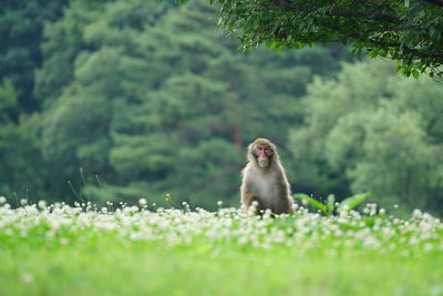 Monkey in a field