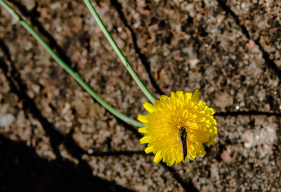 Close-up of yellow flower blooming outdoors