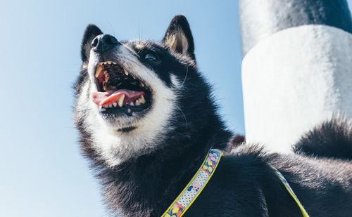 Close-up portrait of dog against sky