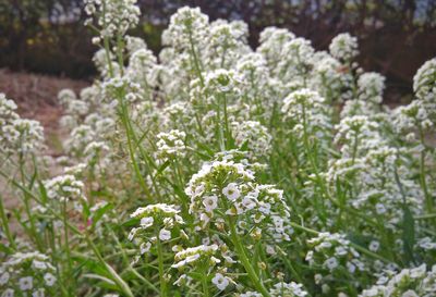 Close-up of plants growing on field