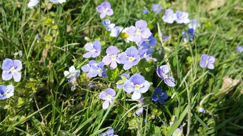 Close-up of blue crocus flowers