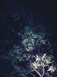 Close-up of tree at night