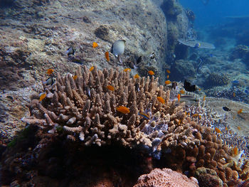 View of fish swimming in sea