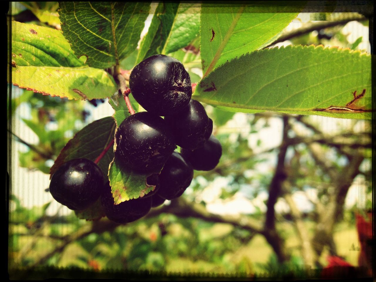 fruit, food and drink, food, healthy eating, tree, leaf, freshness, close-up, growth, hanging, branch, focus on foreground, berry fruit, ripe, green color, transfer print, grape, bunch, nature, growing