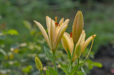 Close-up of yellow flowering plant