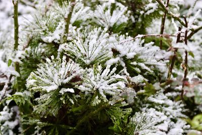 Close-up of snow covered pine tree