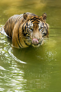 Close-up portrait of tiger in water