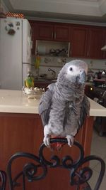 Portrait of a bird at home