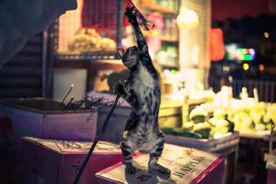 Close-up of illuminated bird on table in city