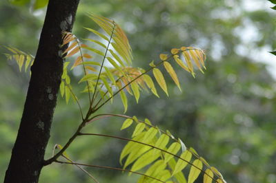 Close-up of leaves on tree
