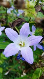 Close-up of flower blooming outdoors