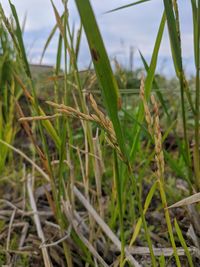 Close-up of crops growing on field