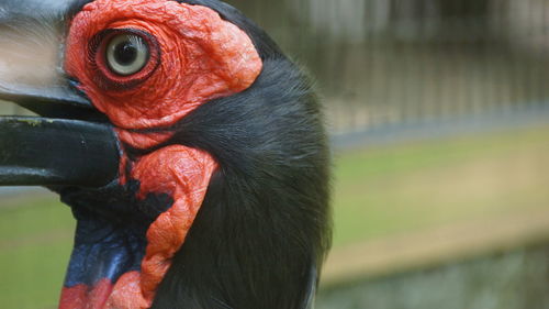 Close-up of a bird