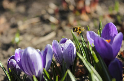 Close-up of butterfly on purple flowers